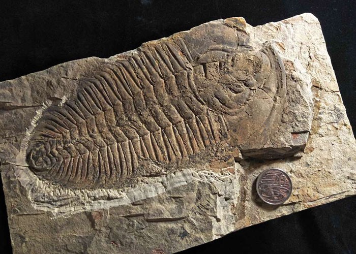 Fóssil de Redlichia rex (Foto: Divulgação)