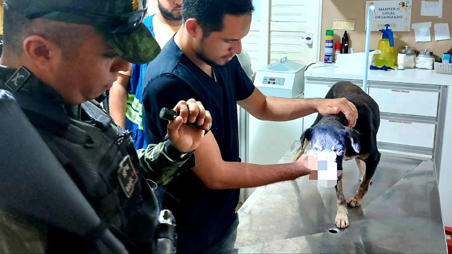 Polícia Ambiental resgata cachorro vítima de maus-tratos com focinho decepado, em Santarém