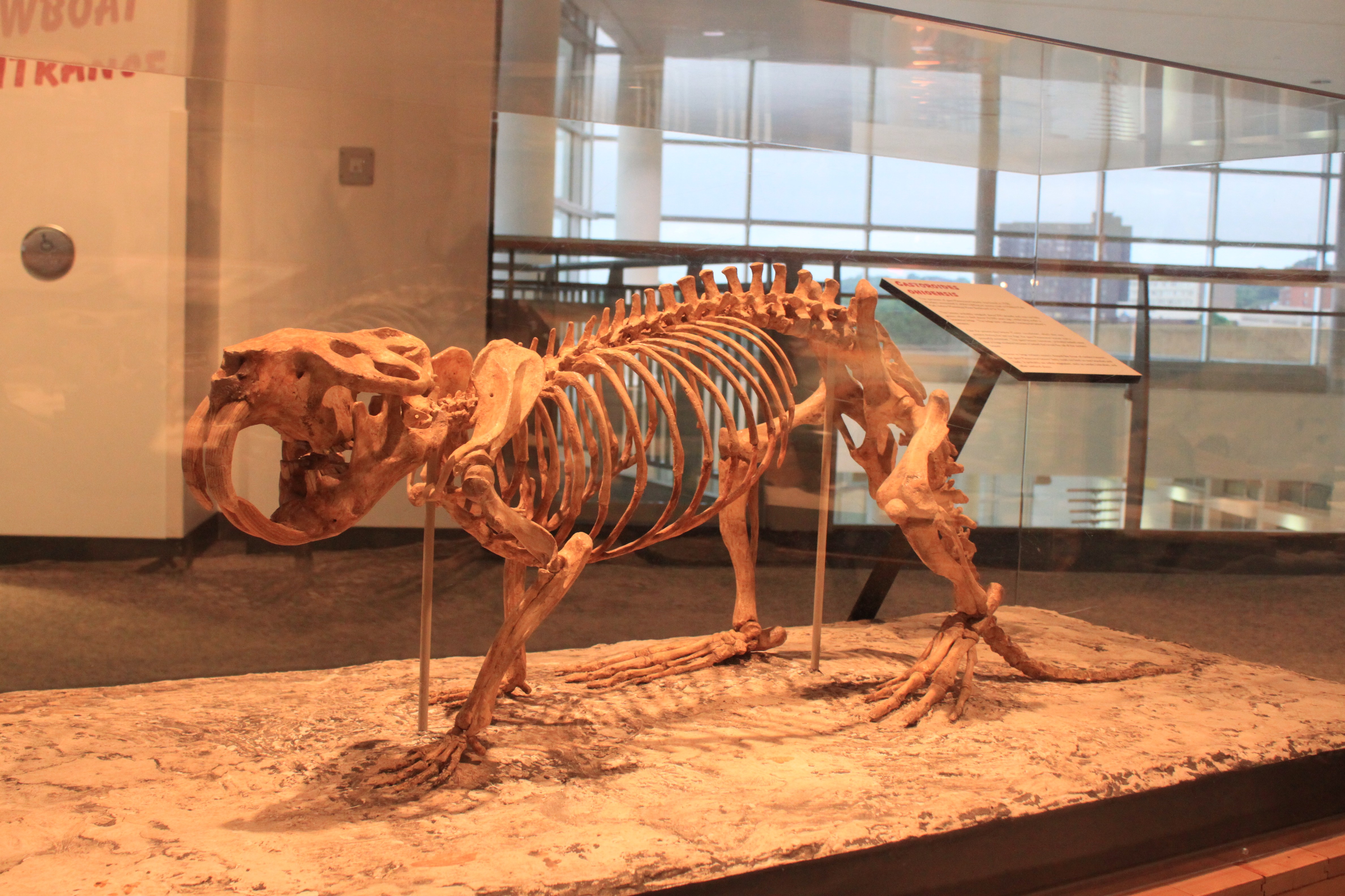 Esqueleto de um castor gigante (Foto: Ryan Somma/Wikimedia Commons)