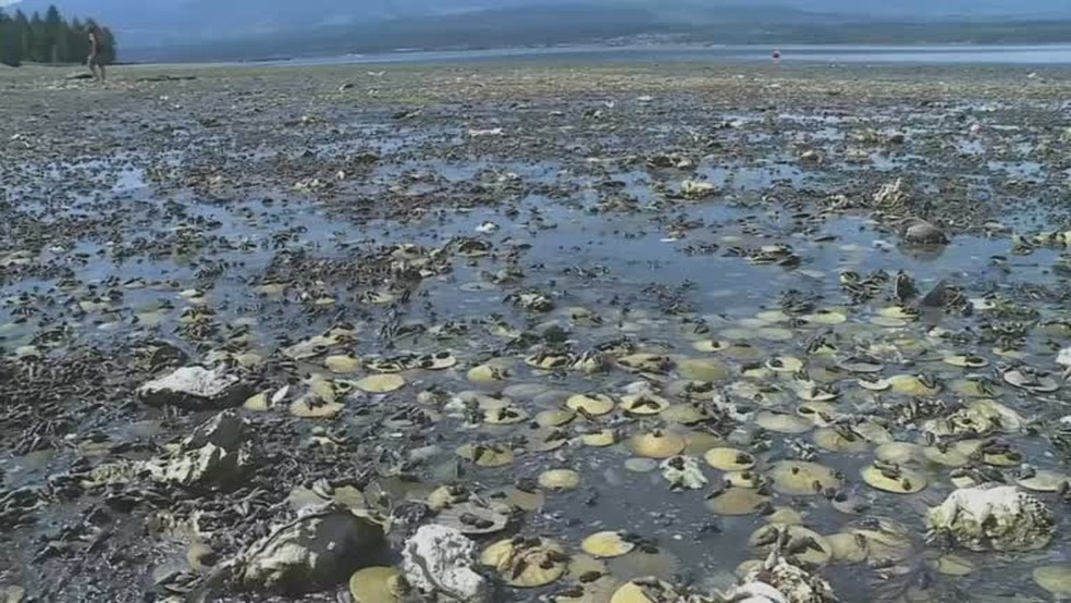 Praia do Canadá com moluscos mortos após onda de calor no fim de junho de 2021 — Foto: Chek News/Reuters