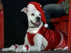 Evento elege o 'Cão Noel' e arrecada ração para animais de rua em Bauru