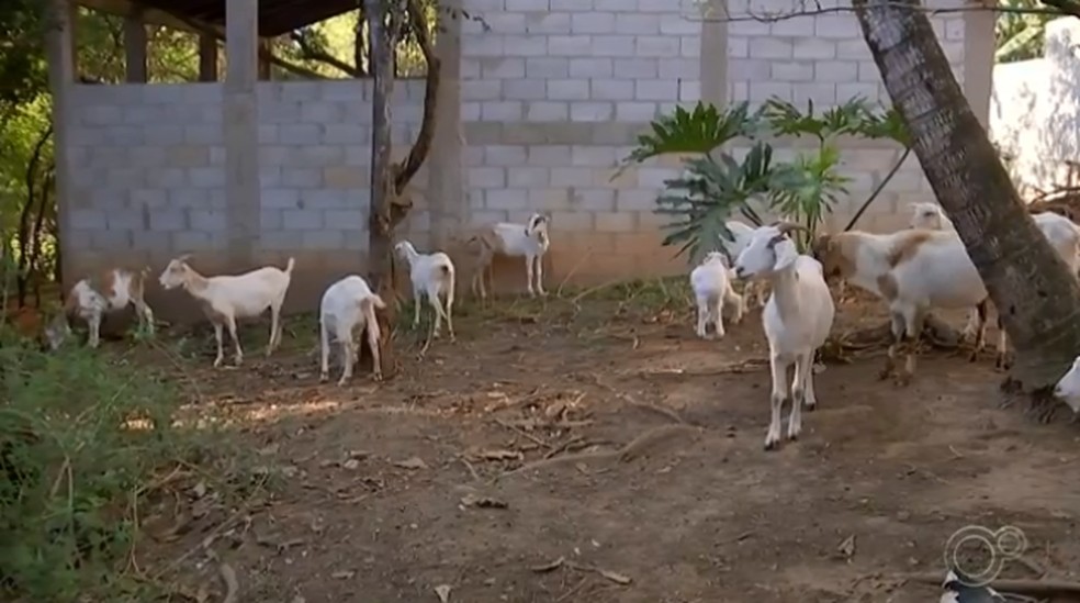 Dono de bode que caiu em cozinha de casa em Sorocaba afirma que vai arcar com preju&iacute;zos &mdash; Foto: Reprodu&ccedil;&atilde;o/TV TEM
