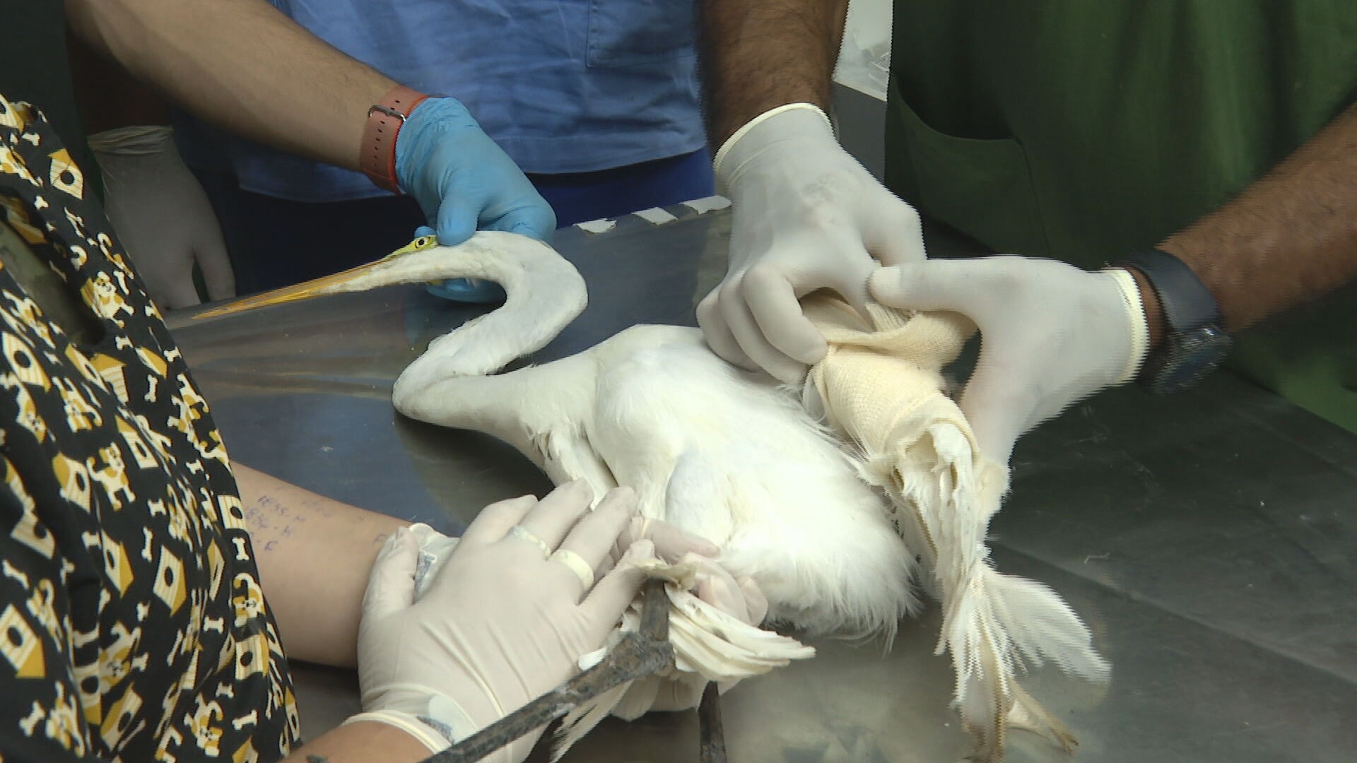 Número de aves feridas por linhas de pipas no RJ dispara na pandemia; alguns as cortam de propósito, diz veterinário thumbnail