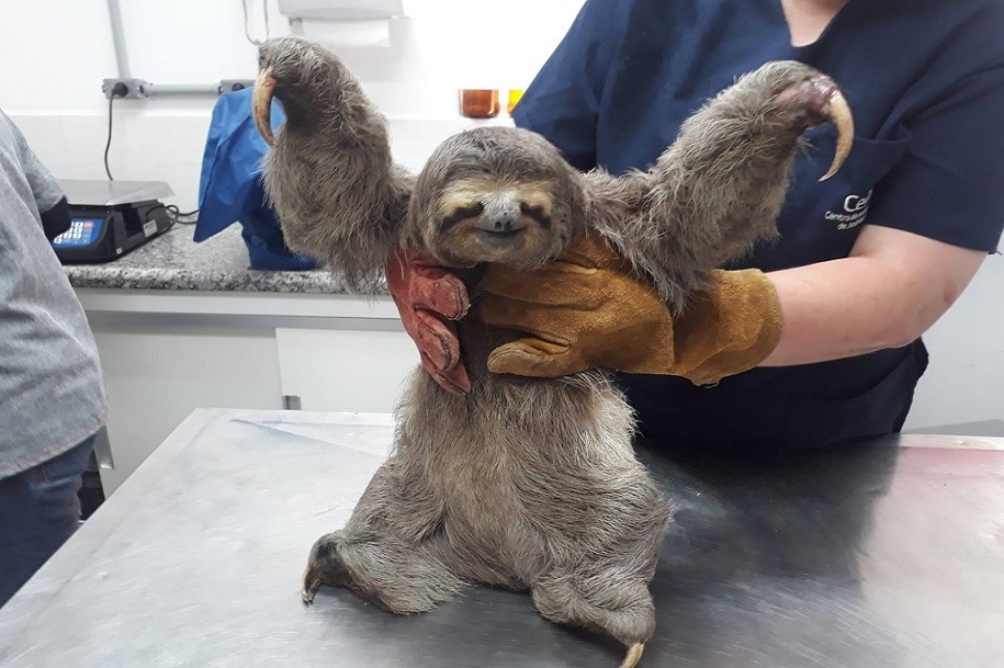 Bicho-preguiça com ferimentos nas garras e boca é resgatado em São Vicente, SP