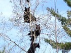 Foto de quatro ursos 'empoleirados' em árvore nos EUA vira hit