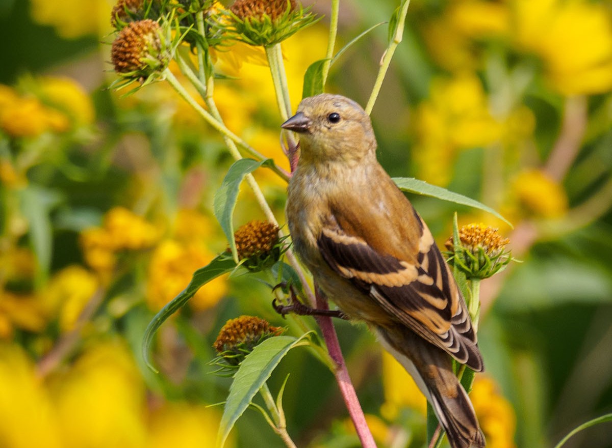 Songbirds são aves que apresentam maior complexidade em suas vocalizações. Na foto, um pintassilgo-americano (Foto: Unsplash/ Shannon Kunkle/ CreativeCommons)