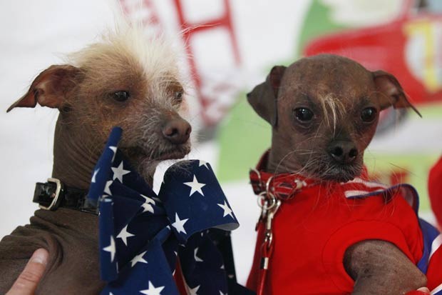 'Icky' (esq) e 'Mugly', concorrentes ao título de cão mais feio do mundo. (Foto: Stephen Lam/Reuters)