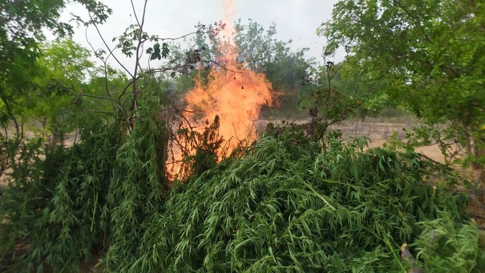 Plantação com mil pés de maconhafoi achada e erradicada pela polícia em Abaré — Foto: Divulgação/SSP-BA