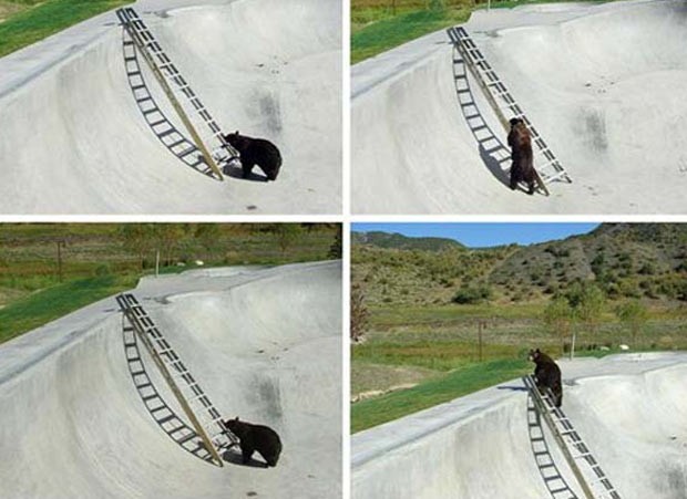 Em agosto de 2009, um urso que caiu em uma pista usada por praticantes de skate vertical, em Snowmass, no estado do Colorado (EUA), usou uma escada para deixar o local. A escada foi colocada pelas autoridades após o animal ter sido encontrado preso. (Foto: AP)