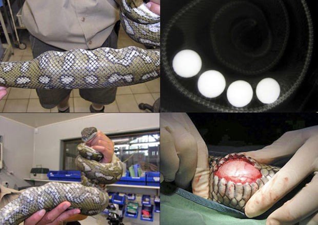 Em 2008, uma cobra píton foi salva após passar por uma cirurgia em Brisbane, na Austrália, depois de engolir quatro bolas de golfe (Foto: AP)