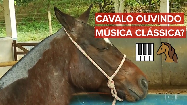 Conheça os cavalos que escutam música clássica
