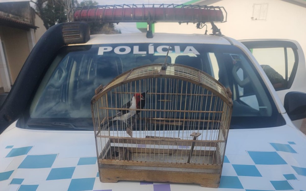 Aves silvestres eram mantidas em cativeiro em Adamantina (SP) — Foto: Polícia Militar Ambiental