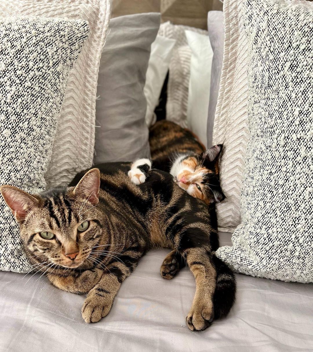 As duas gatinhas fêmeas dormindo juntas  (Foto: Instagram / @ dontstopmeowing / Reprodução)