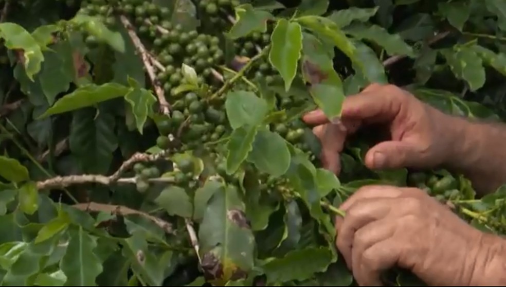 Produção de café no Paraná — Foto: RPC/Reprodução