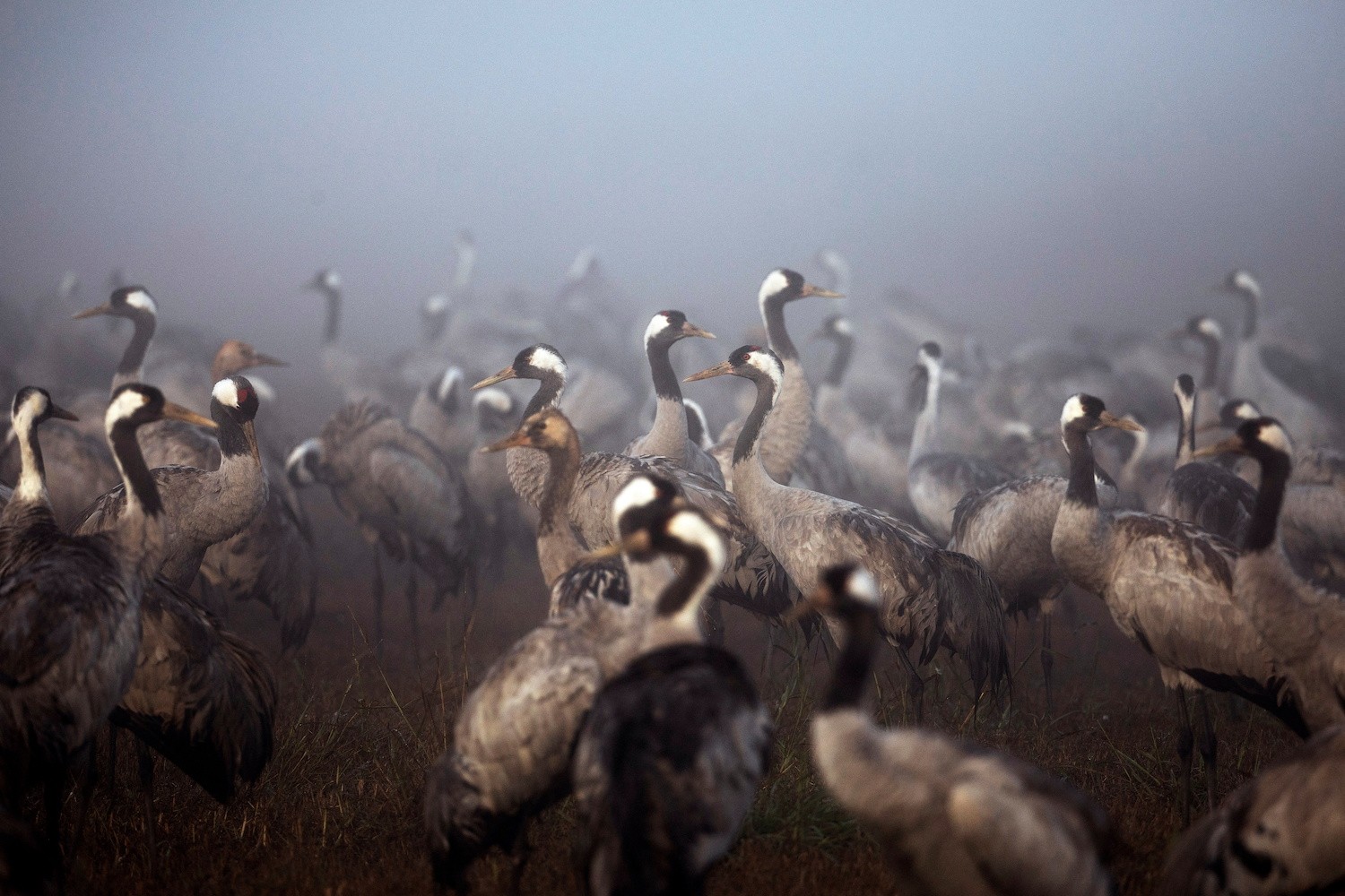 Aves se reúnem durante a temporada de migração em uma manhã nublada na Reserva Natural de Hula, no norte de Israel  (Foto: REUTERS/Ronen Zvulun)