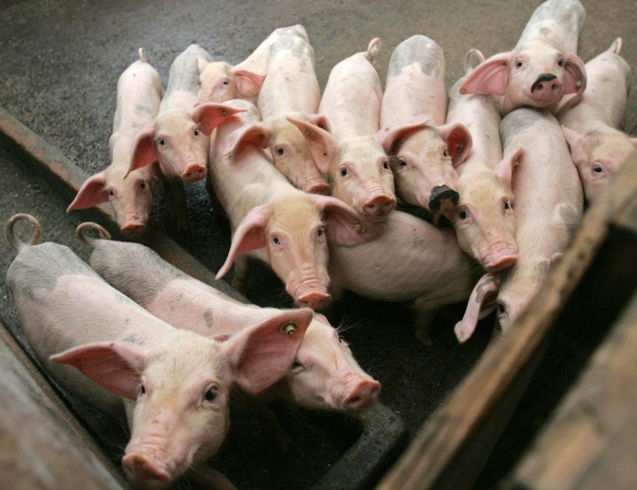 Aumento nas infecções de peste suína africana no início deste ano forçou muitas fazendas do maior produtor mundial da proteína a abater os porcos