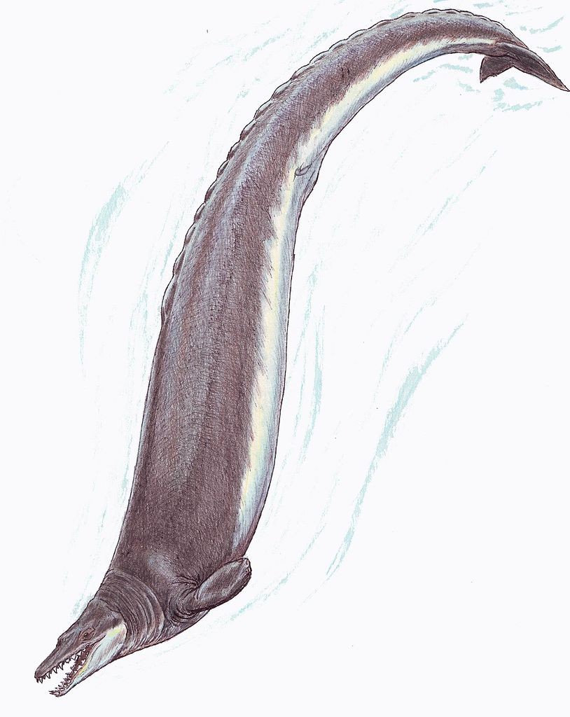 Representação artística de um cetáceo Basilosaurus (Foto: Dmitry Bogdanov/Wikimedia Commons)