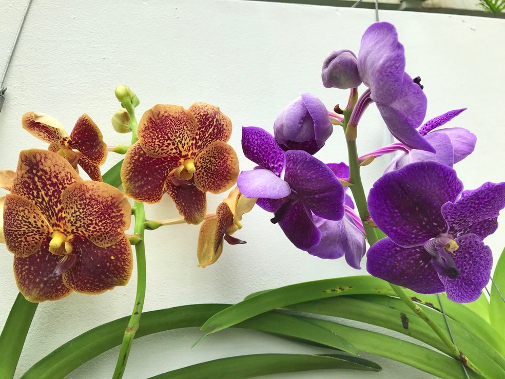 Orquídeas  — Foto: Marília Marques/G1