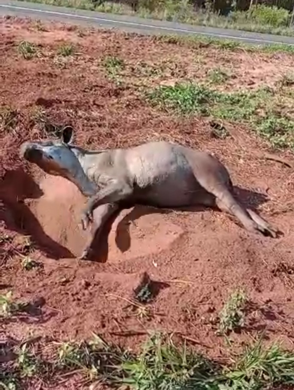 Anta foi resgatada, mas não resistiu aos ferimentos  — Foto: PMA/ Reprodução 