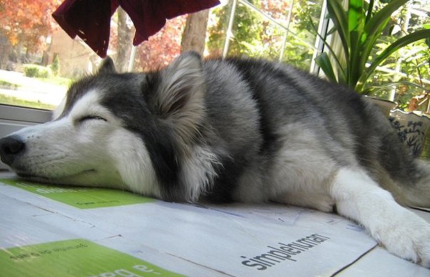 Dormir esparramada, de preferência no sol, também faz parte do cotidiano de Tally (Foto: Reprodução/Imgur)
