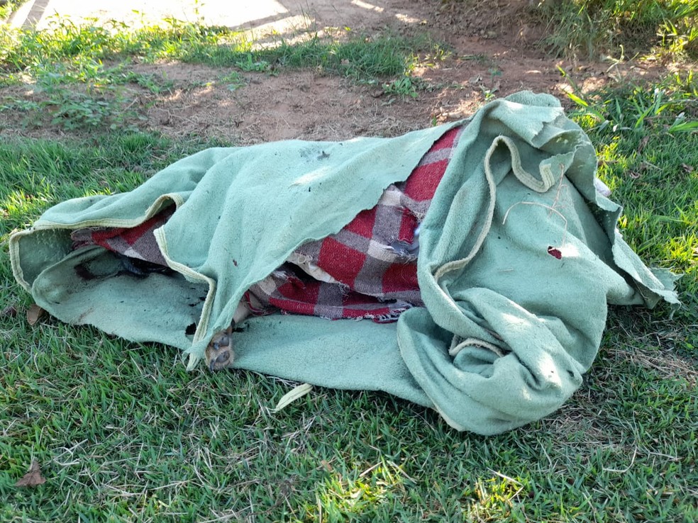 Cão encontrado morto em chácara de Limeira — Foto: Edijan Del Santo/EPTV