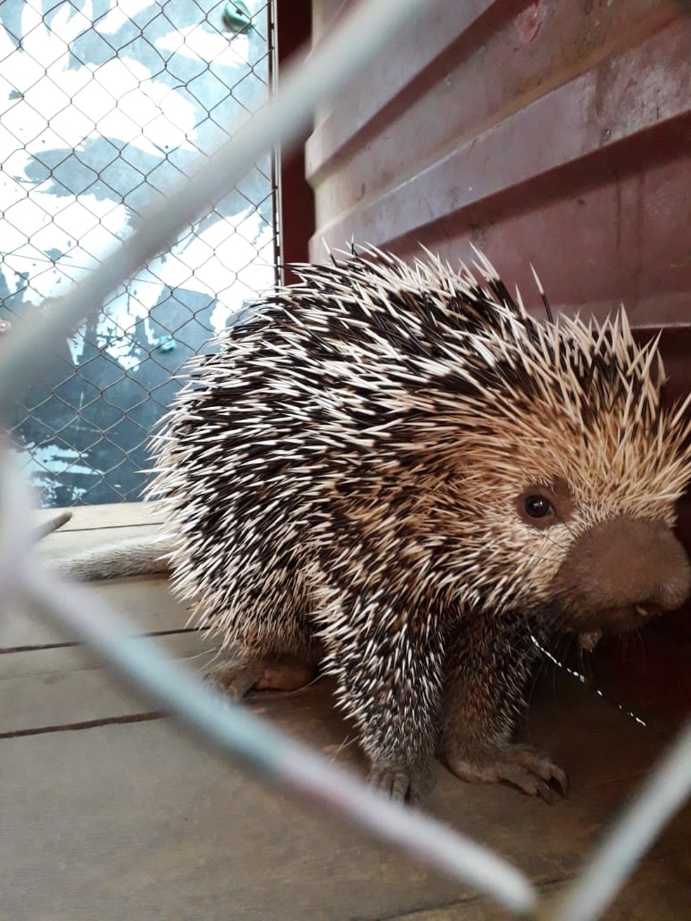 Porco Espinho E Encontrado Dentro De Casa Em Montes Claros Grande Minas G1