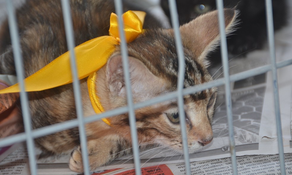 Gato em feira de adoção — Foto: Ivomar Gomes/Secom-JP/Divulgação