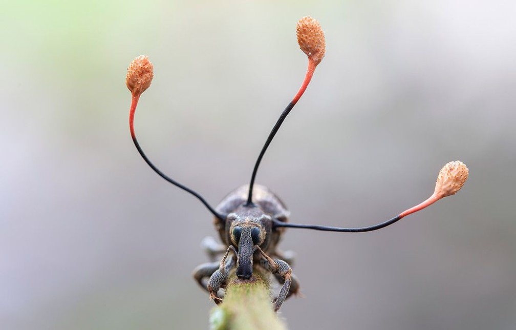 Besouro parasitado por um fungo zumbi é fotografado por campeão de concurso de fotografia.  — Foto: Frank Deschandol/WPY2019