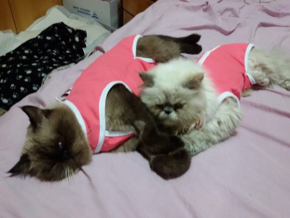 Todas as gatinhas da tutora Danielle são castradas — Foto: Arquivo pessoal
