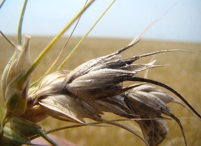 agricultura-trigo-brusone (Foto: Embrapa)