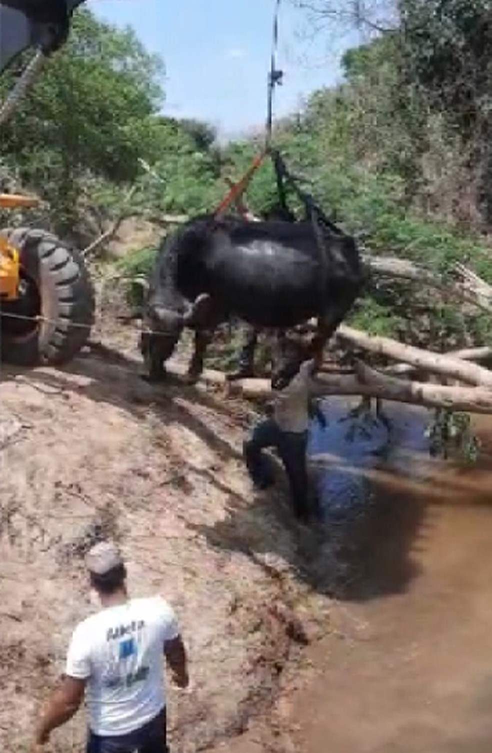 Búfalos que estavam atolados na lama em Brotas precisaram ser içados com ajuda de um retroescavadeira — Foto: Divulgação