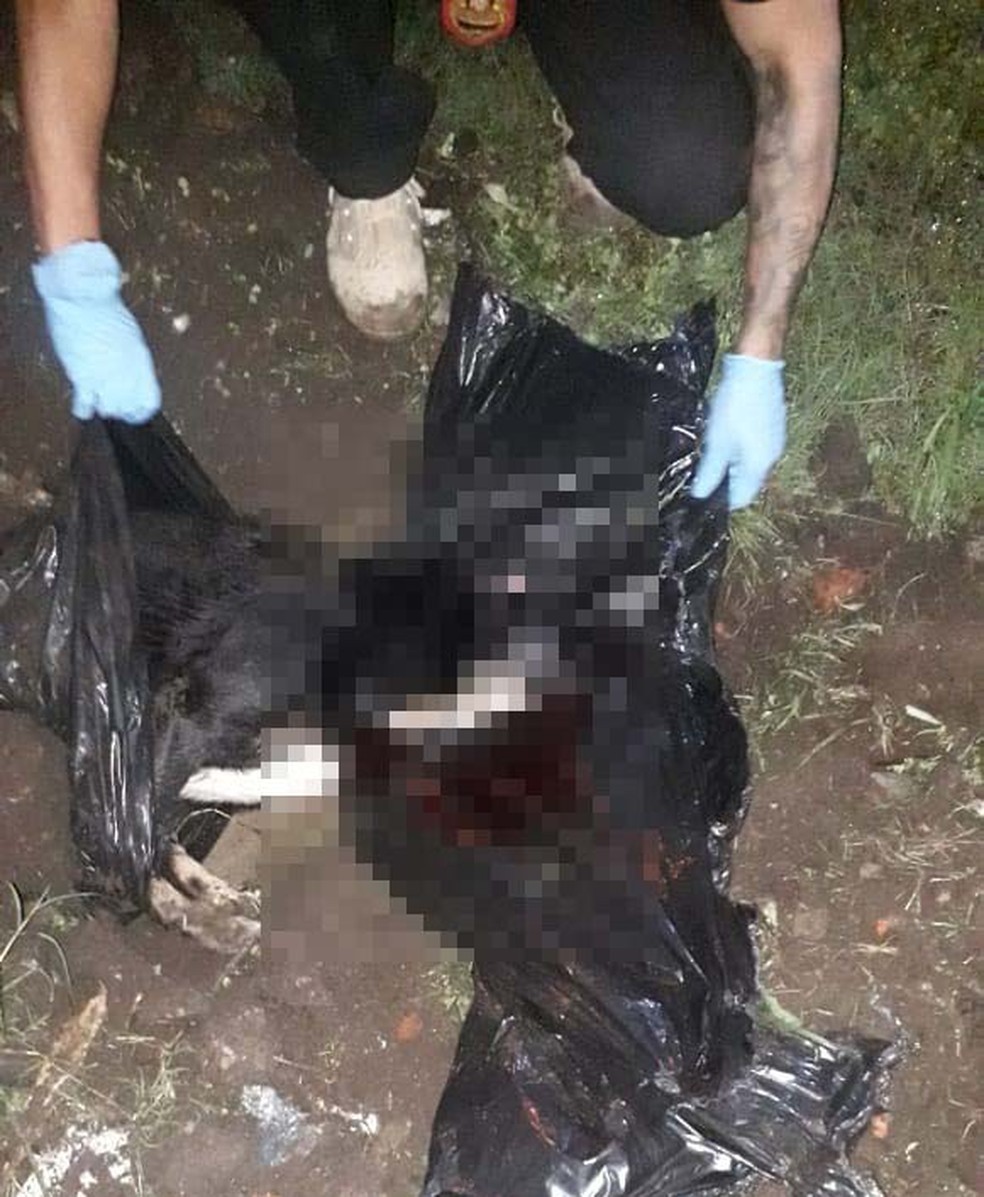 Vizinha afirmou às autoridades que cachorro morto pelo próprio tutor era dócil — Foto: G1 Santos