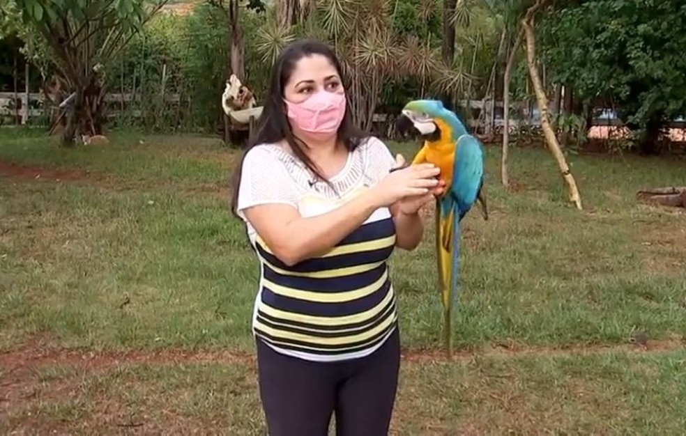 Priscila Viana conheceu a arara em um atendimento de resgate de animais — Foto: Reprodução/TV TEM
