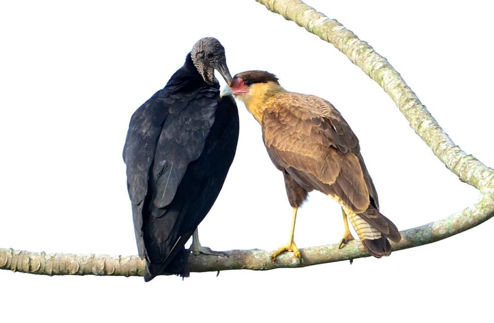 Flagrante Raro Mostra Urubu E Carcara Trocando Caricias Terra Da Gente G1