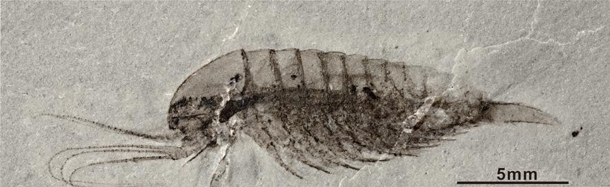 Detalhes preservados do artrópode Leanchoilia (Foto: American Association For The Advanced of Science (AAS) / Dongjing Fu)