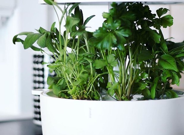 As hortas inteligentes e autônomas são uma ótima alternativa para quem não tem tempo ou familiaridade com plantas (Foto: Instagram/Reprodução)
