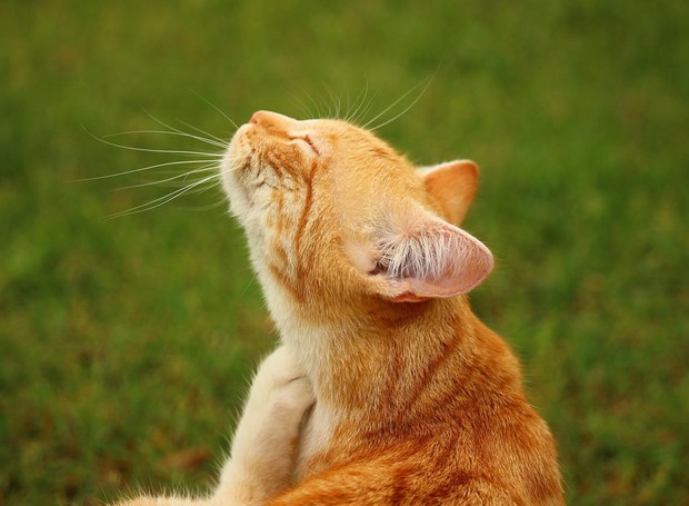 Uma alergia comum entre os pets é a causada por ácaros da poeira, c que podem provocar a dermatite atópica canina nos cães e lesões do chamado “complexo granuloma eosinofílico” nos gatos (Foto: Pixabay  / Rihaij / CreativeCommons)