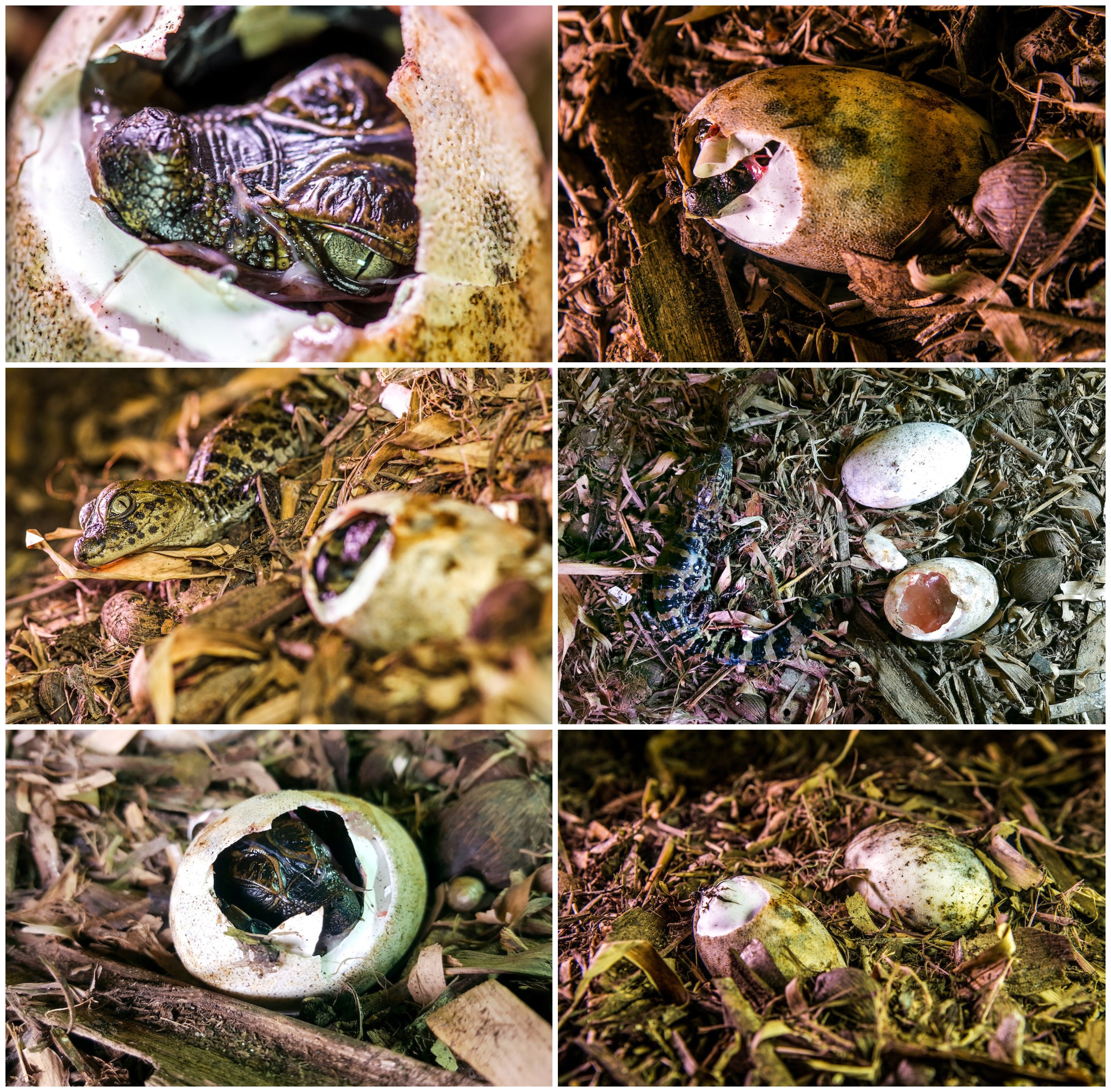 VÍDEO: em registro raro, biólogo filma nascimento de jacaré no ES