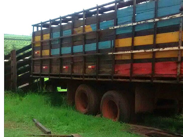 Suspeitos atolaram caminhão ao tentar furtar gado em sítio em Monte Alto, SP (Foto: Polícia Militar/Divulgação)