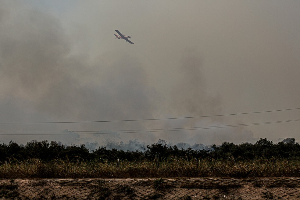 Queimadas do ano passado destruíram fauna e flora no Pantanal — Foto: Mayke Toscano/Secom-MT