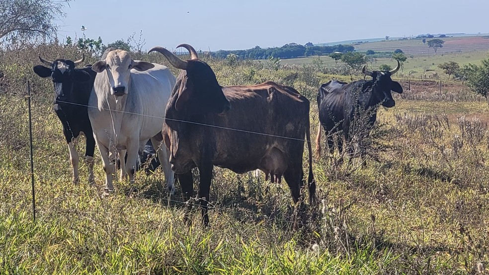 Bovinos estavam em área de reserva, o que dificulta regeneração natural — Foto: Polícia Ambiental 