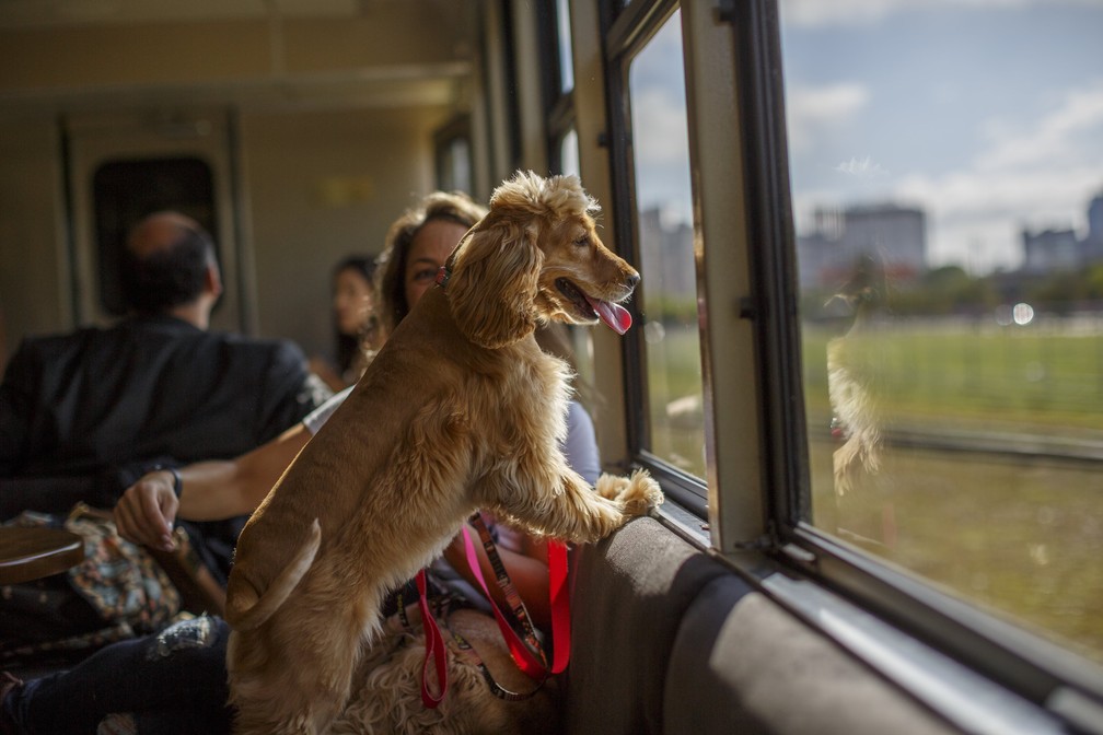 Cachorros de pequeno e médio porte podem viajar no colo dos tutores — Foto: Brunno Covello/Divulgação