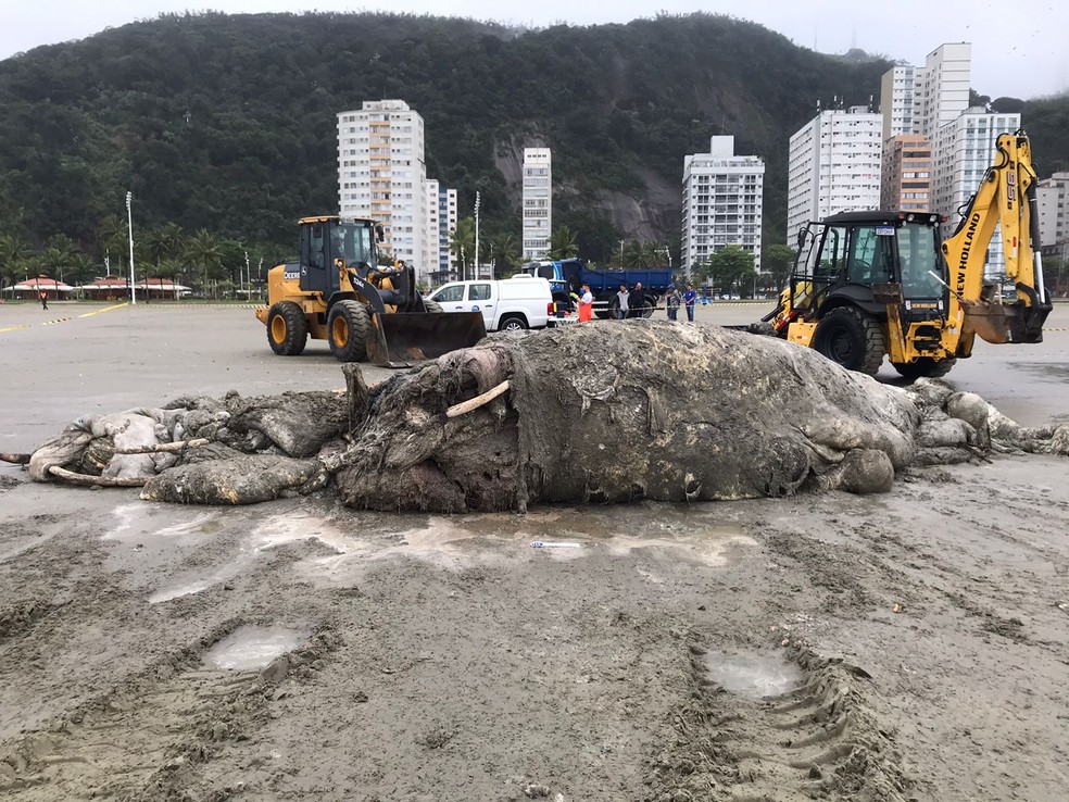 De acordo com a Prefeitura de São Vicente, no litoral de SP, a carcaça foi levada para o 'descarte adequado' — Foto: Instituto Gremar/Reprodução