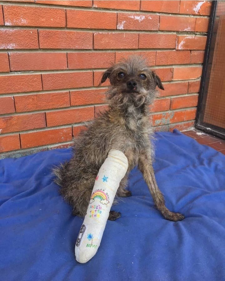 Cachorro ganha desenhos no gesso depois de machucar a pata (Foto: Reprodução Instagram)