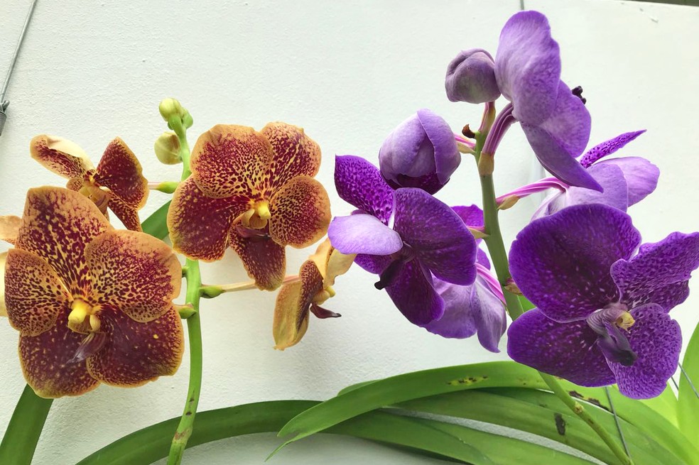 Orquídeas à venda em exposição no Teatro Nacional, no DF — Foto: Marília Marques/G1