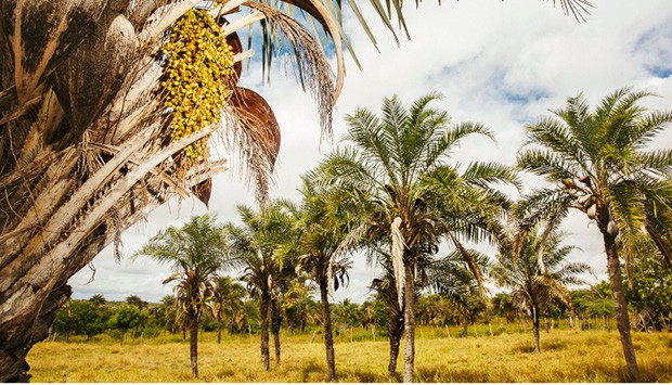 Palmeira do licuri, que chega a alcançar 12 metros de altura  (Foto: L’Occitane au Brésil/divulgação)