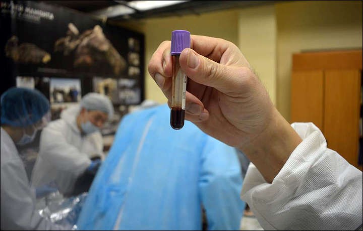 Cientistas recolheram do corpo de um potro, que foi preservado desde a Idade do Gelo, o que eles chamaram de sangue 