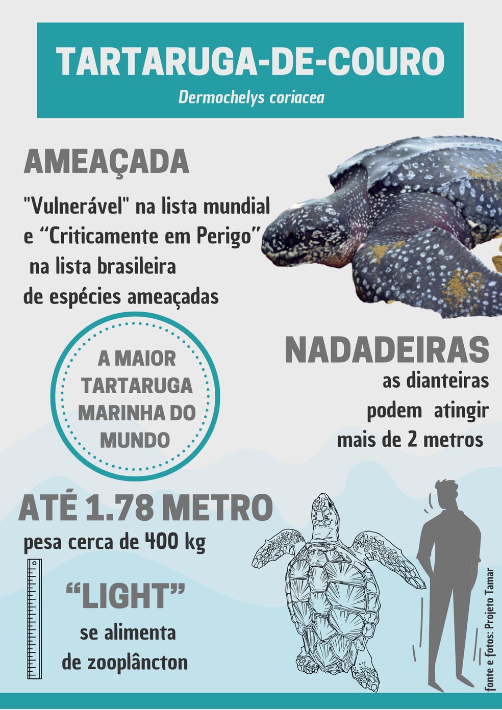 Maior tartaruga marinha do mundo, tartaruga-de-couro corre risco de extinção — Foto: Arte TG