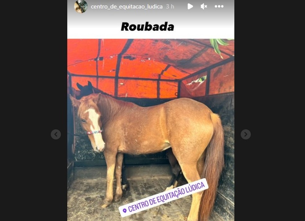 Égua mangalarga levada durante crime em centro de equitação em Limeira — Foto: Reprodução/ Instagram