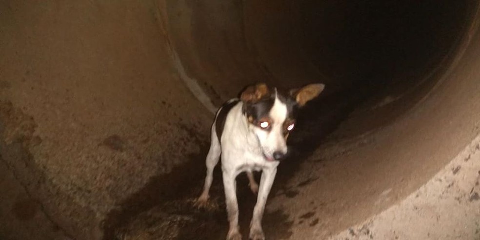 Cachorro não aparentava ter ferimentos e fugiu assim que foi colocado no chão — Foto: Defesa Civil/Divulgação